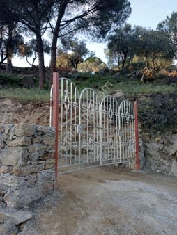 Bağarası Aslanyaylasında Satılık Zeytinlik