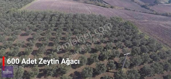 Mudanya Hançerli'de 100 Bin M2 Satılık Tarla 265 Mt Yola Cephe