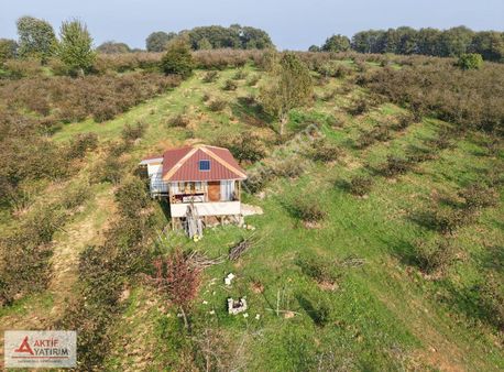 Kandıra'da Denize Yakın Bölgede Fındık Bahçesi Ve Ahşap Ev