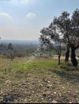 İzmir Torbalı Dirmil 976 M2 Zeytinlik Satılık