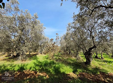 Uğur Gayrimenkul'den Umurbey'de Yatırımlık İmara 400m Zeytinlik