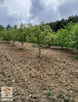 Sakarya Geyve Yaylak Mahallesinde Yatırımlık Tarla