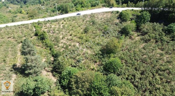 Düzce Kabalak'ta 2902 M2 Satılık Fındık Bahçesi!