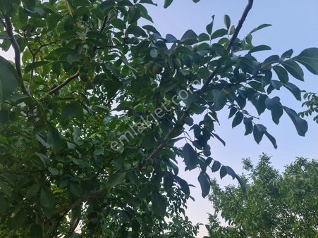 Keşan Beyköyde Satılık Badem Ve Ceviz Bahçesi