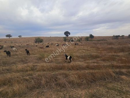 Enez Sultaniçe De Satılık Tarla