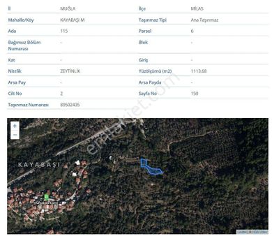 Köy Merkezine Çok Yakın Zeytinlik
