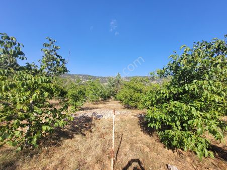 Değirmenlikte Fırsat Ceviz Bahçesi Yol -su Var Elektrik Dibinde