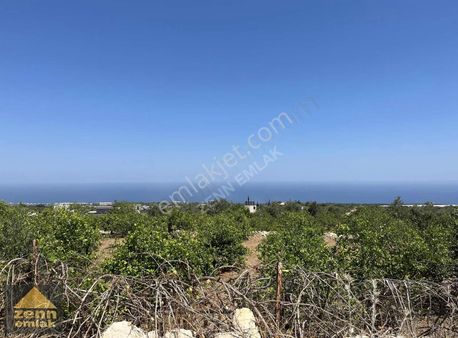 Mersin De Satılık 7150 M2 Limon Bahcesi