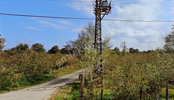 Yg'den Sakarlıda Yeni Mh. 10.818 M2 Fındık Bahçesi