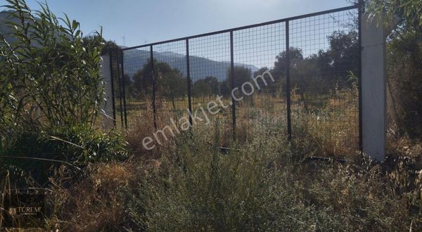 Satılık Zeytin Ve İncir Bahçesi