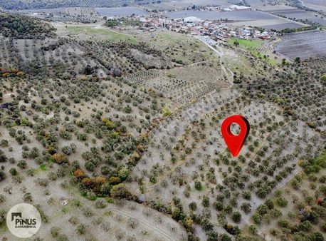 Pinus Gayrimenkulden Satılık Zeytinlik