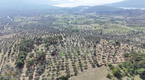 Muğla Milas Kazıklı'da 4828m2 Zeytinlik Deniz Manzaralı !!