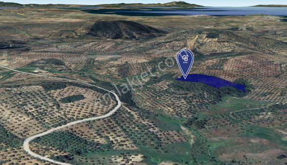 Cb King'den Balıkesir/gömeç Kuyualan Mah.satılık Zeytinlik