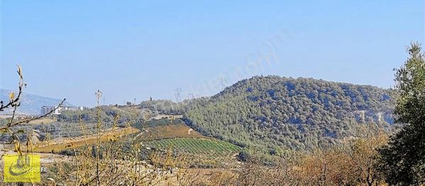 Camilide Şehire Yakın 7 Dönüm Fırsat Bakımsız Bahçe