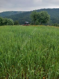 Köye Yakın 6700 M Tarla