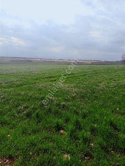 --- Yatırımlık Tarla Balıkesir / Bandırma / Yenisığırci