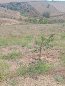 Bandırma Eriklide 16.550 M² Telle Çevrili Bademlik