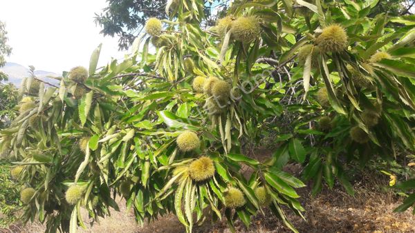 Haydarlı Mahahallesin De Satılık Kestane Bahçesi