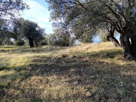 Karağaçta Sahile Yakın 2.400 M² Zeytinlik İmar Sınırında Ki