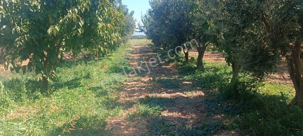 Kemalpaşa Çambel’de 4306 M² Avantajlı Bağ Arazisi – Yatırıma Uygun Konumda!