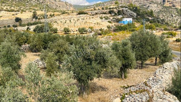 Türe Gayrimenkulden Silifke Müsait Mahallesinde Satılık Zeytin Bahçesi