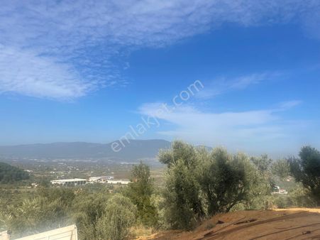 Kemalpaşa Aşağıkızılca Satılık 1758 M2 Tek Tapu Zeytinlik