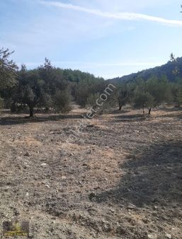 Kırkağaç Yağmurlu Köyü'nde 3566 M² Köye Yakın Satılık Zeytinlik