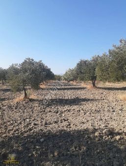 Soma Karaçakaş Köyü'nde 11.227 M² Satılık Zeytinlik