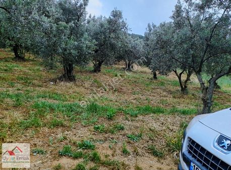 Orhangazi Üreılde Çift Yola Cepe 1700 M2 Arsa Suyu Var