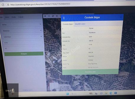 Işıklı Köyünde Yerleşime Yakın Satılık Zeytinlik
