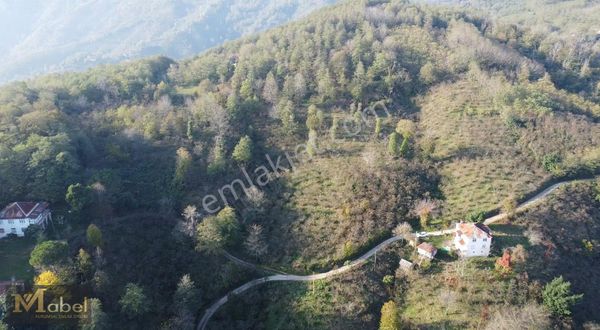 Mabel Gayrimenkul- Perşembe Bolatlı'da Yol Kenarı Fındık Bahçesi