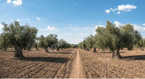 Gökçealan'da Tek Tapu Zeytinlik