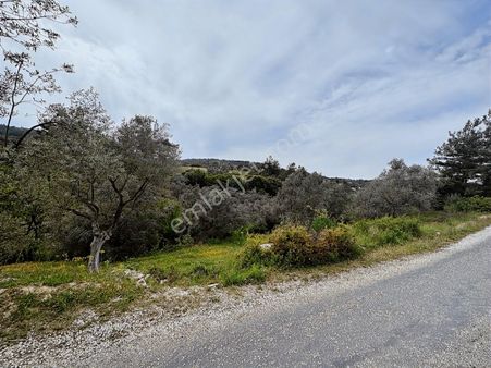 Milas Alaçam Yatırımlık Yola Sıfır Tarla