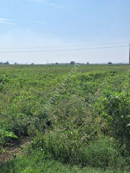 Karacabey Canbalı Da Satılık Yatırımlık Arazi