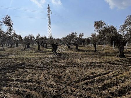 Germencik Alangüllü De Toplam 30dönüm Zeytinlik