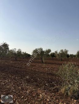 Ncr'den Kilis Merkez Tapulu 6400m2 Zeytin Ve Fıstık