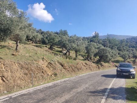 Doğa Gayrimenkulden Satılık Zeytinlik !