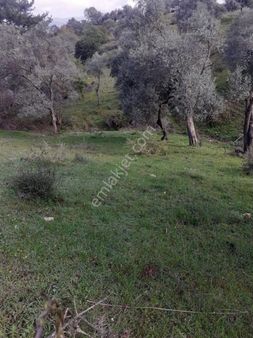 İzmir İli Bayındır İlçesi Alanköy Mahallesinde  Doğa Gayrimenkulden  Zeytinlik Fırsatı! 🫒