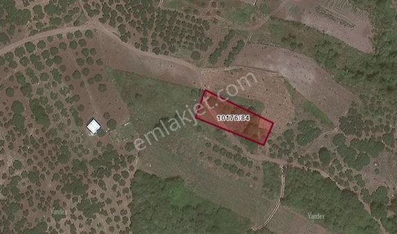 Acil Gündoğdu'da Deniz Manzaralı Tek Tapu 1255 M2 Tarla