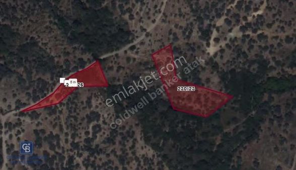 Seferihisar Beyler Mah. Satılık Zeytinlik