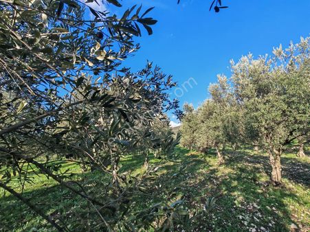 Uzun Emlak'tan Saruhanlı Bahadır'da Zeytinlik 350 Ağaç