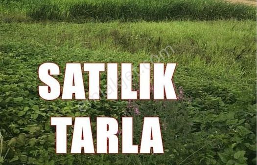 Menderes Oğlananasında 5825 M2 Tarla