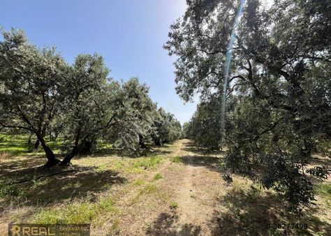 Real'den Erdek Çaltikçi'de 7.5 Dönüm Satılık Zeytinlik