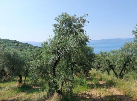 Bursa Orhangazi Dutluca'da Eşsiz Göl Manzaralı 1333m2 Zeytinlik