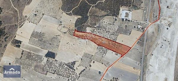 Manisa Soma Dualar Köyünde Zeytin Ağaçlı Satılık Verimli Tarla