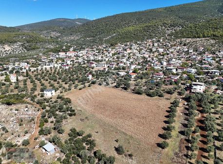 Muğla Milas Kazıklı Köyü İçinde 22 Dönüm Tarla Ve Zeytinlik
