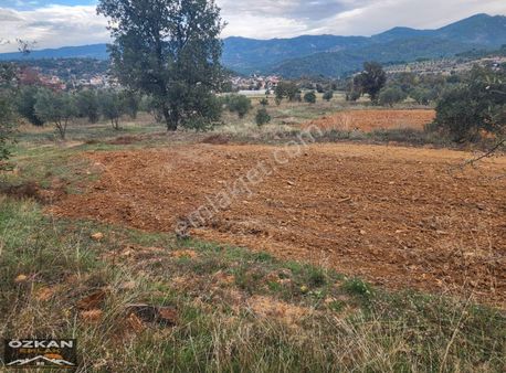 Muğla Kavaklıdere Kurucuova Da 6025m2 Satılık Zeytinli Tarla