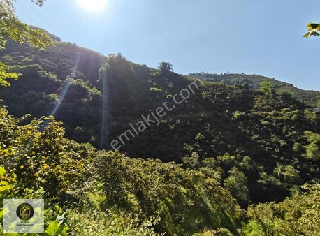 Hüsem Gayrimenkul'den Ülper Köyünde Satılık Fındık Bahçesi