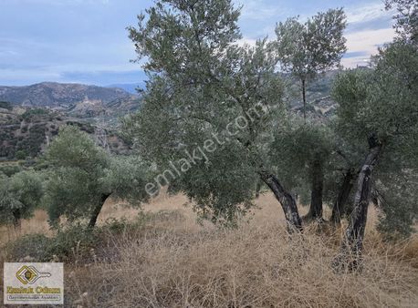 Emlak Odam'dan İncirliova Arzular Mahallesi 3,450 M² Zeytinlik