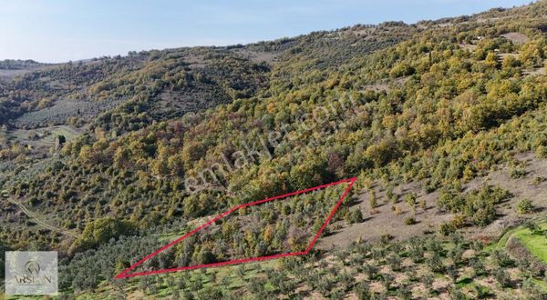 Uygun Fiyata Zeytinlik